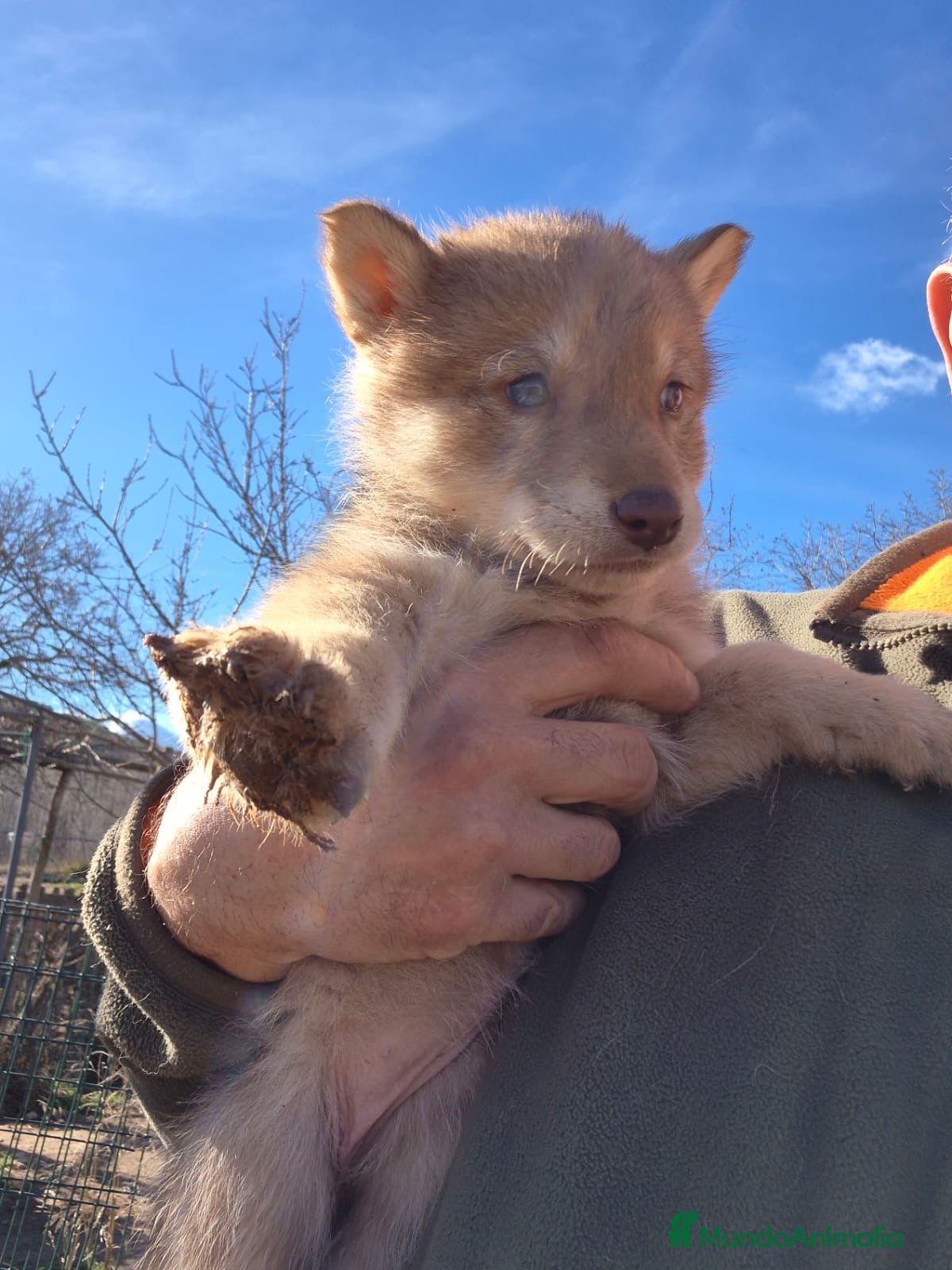 Perro Lobo Checoslovaco perros  Perro Lobo hembra 25% - Anuncio 2