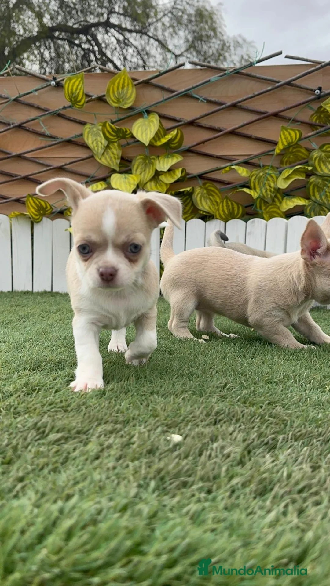 Chihuahua perros en venta: CHIHUAHUA HEMBRA - Anuncio 2