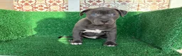 American Pit Bull Terrier perros en venta: pitbull - Anuncio 8