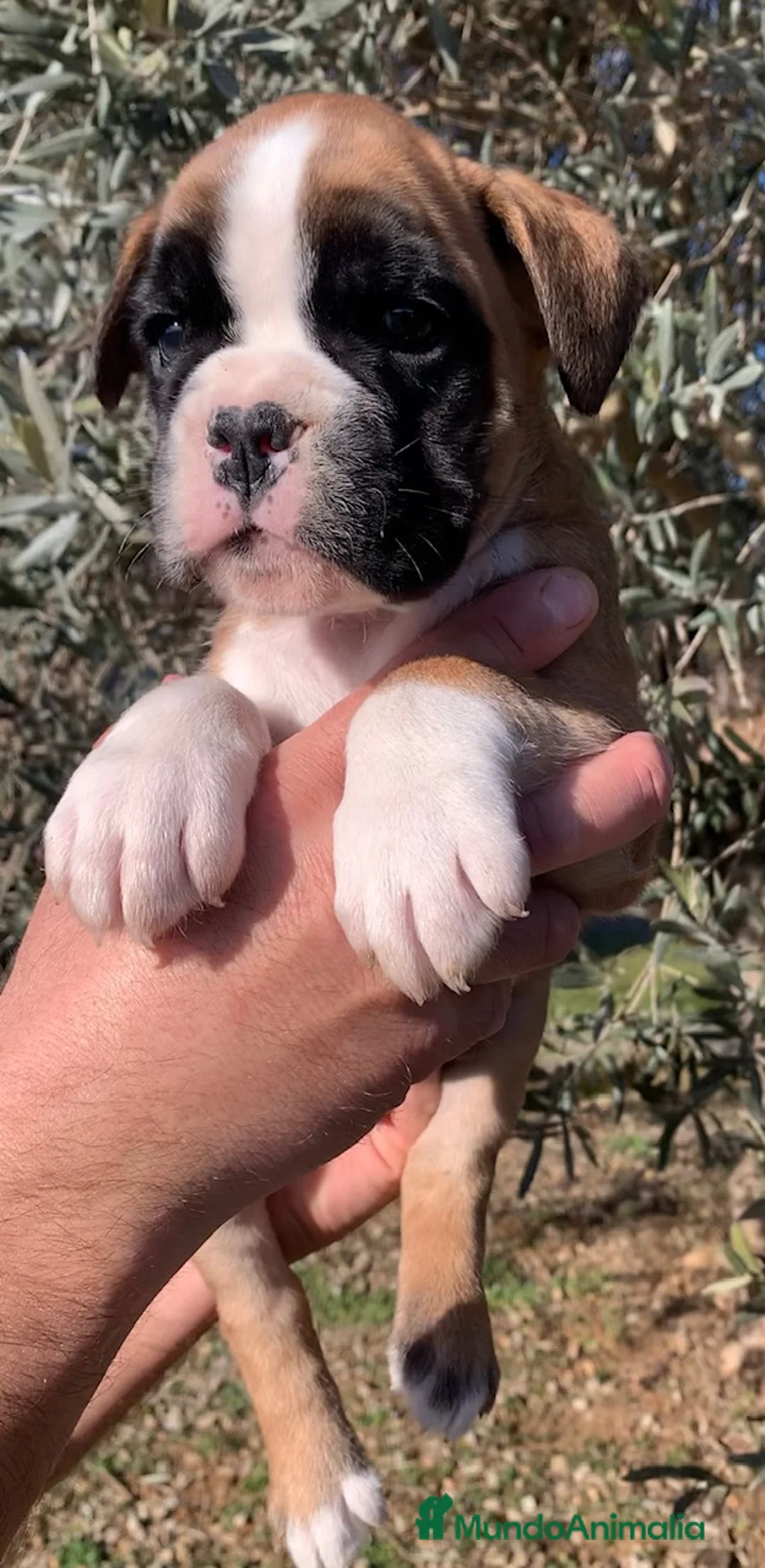 Boxer perros en venta: Magníficas cachorras BOXER excelente genealogía - Anuncio 4