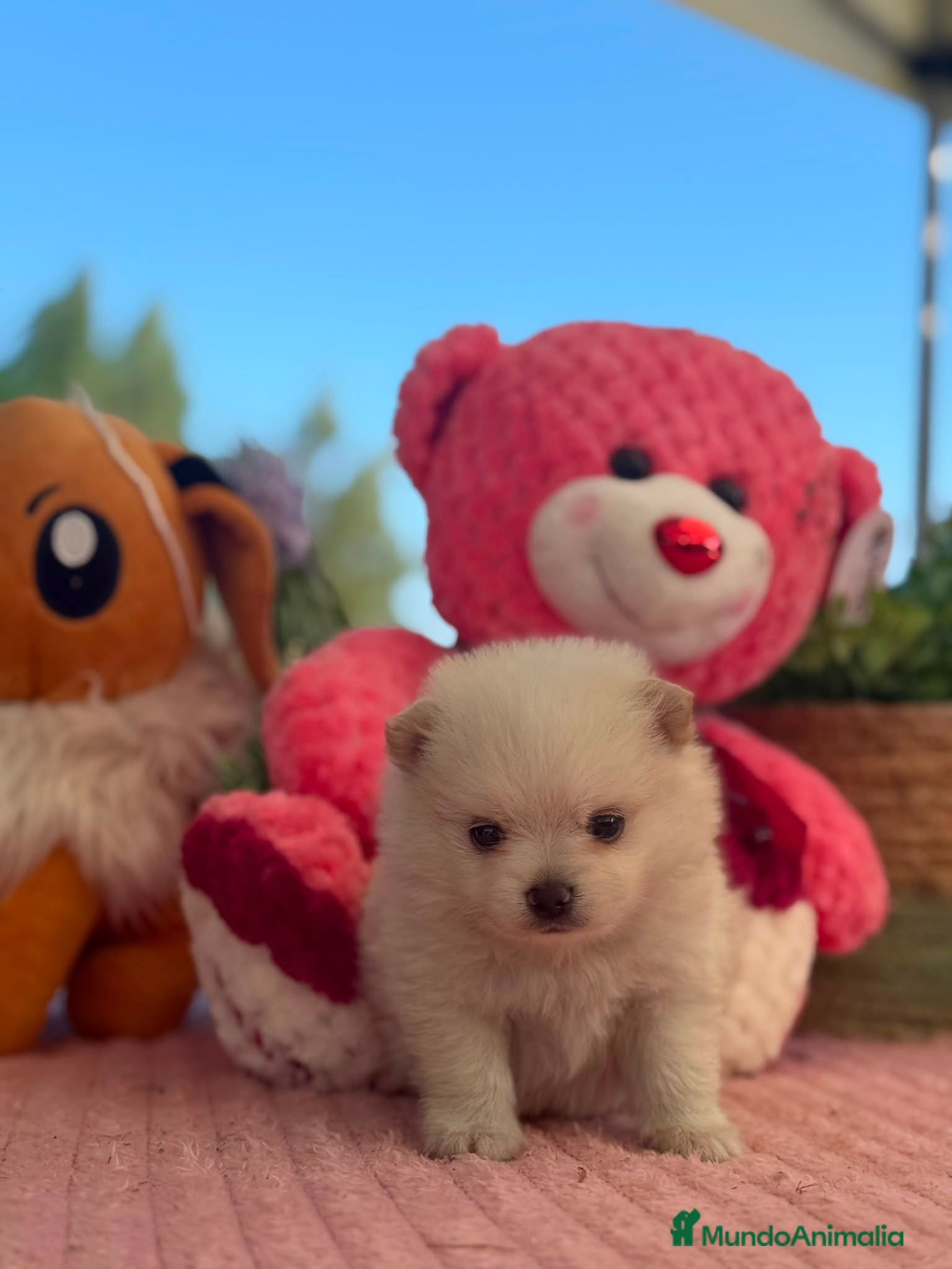Pomerania perros Machito pomerania  - Anuncio 30