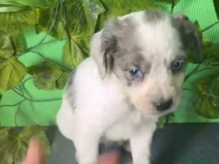 Raza Mixta perros 🐶 Cachorros Border Collie x Bretón 🐶 - Anuncio 35