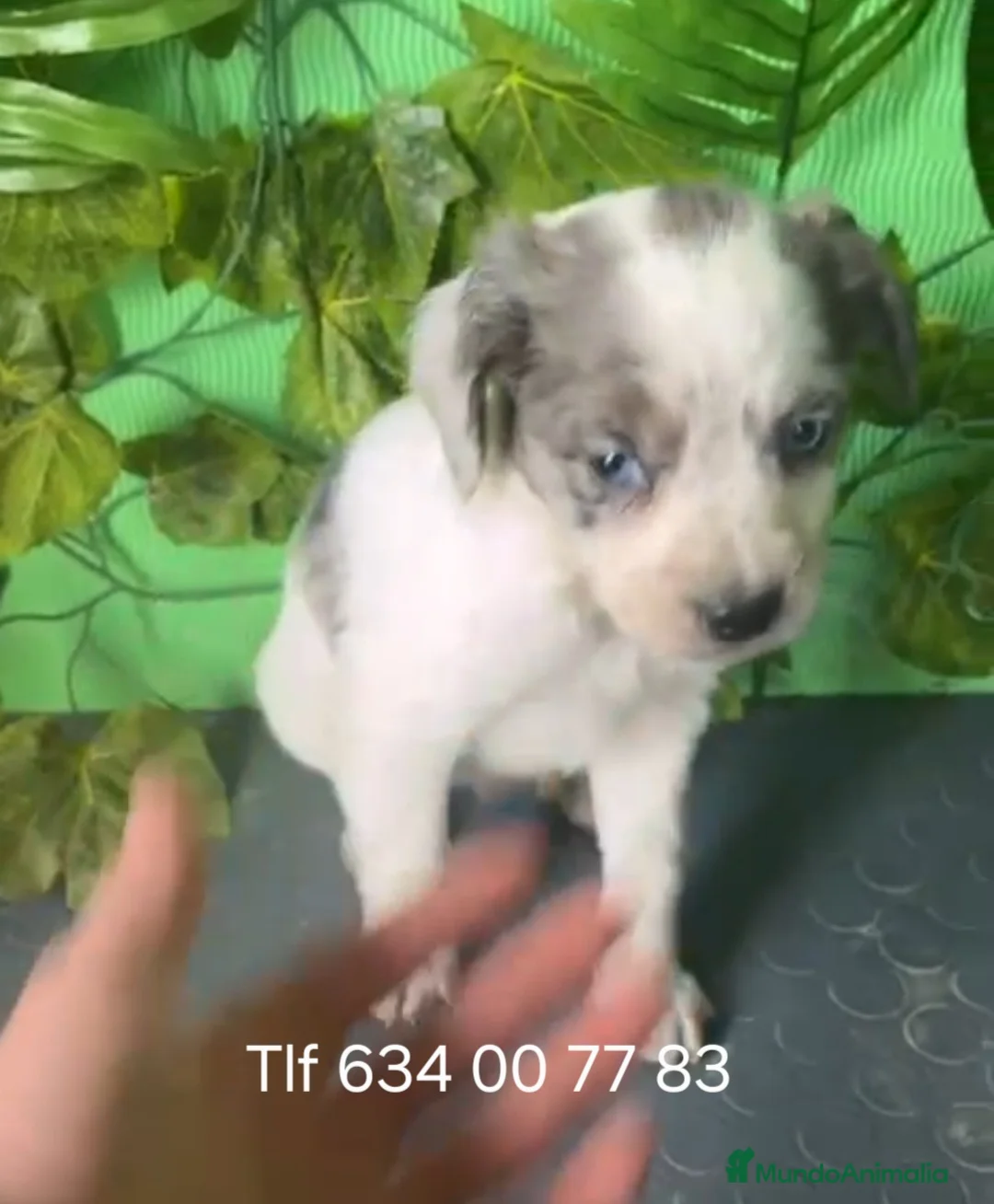 Raza Mixta perros en venta: 🐶 Cachorros Border Collie x Bretón 🐶 - Anuncio 1