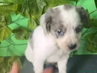 Raza Mixta perros 🐶 Cachorros Border Collie x Bretón 🐶 - Anuncio 7