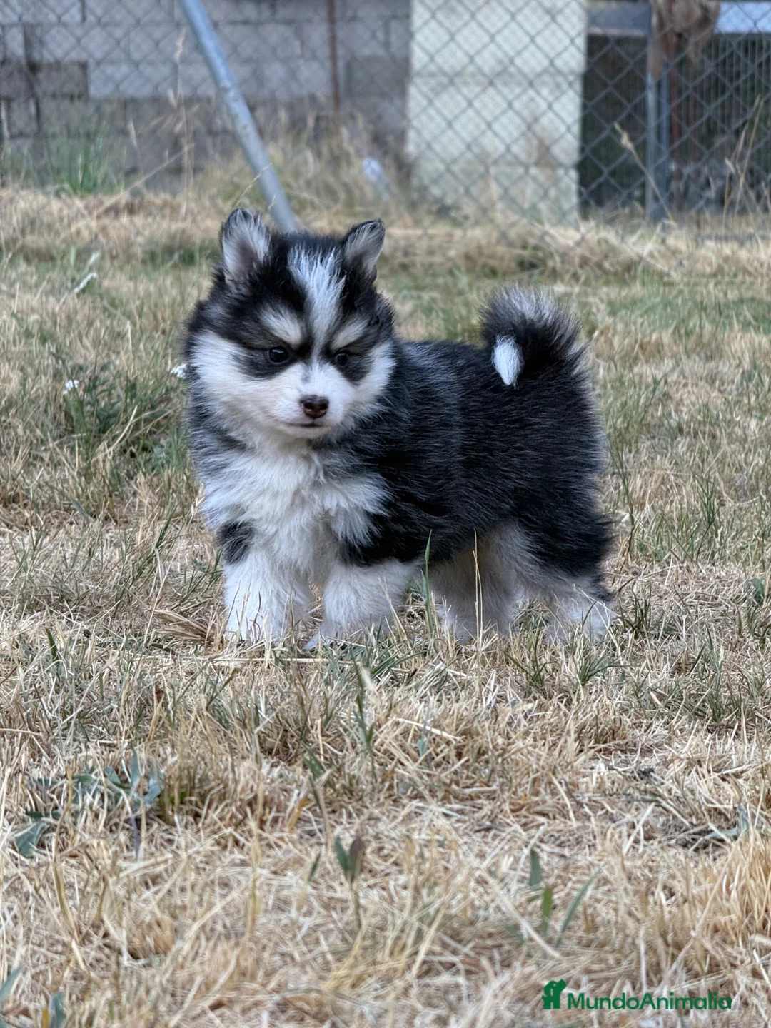 Pomsky perros en venta: Pomsky F4 - Anuncio 2