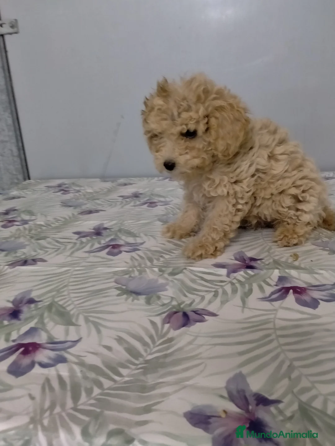 Caniche Enano perros en venta: Caniche mini - Anuncio 2