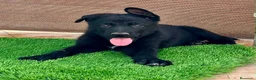 Pastor Alemán perros en venta: Cachorro pastor alemán linea de trabajo - Anuncio 6