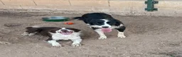 Border Collie perros en venta: Border Collie  - Anuncio 1