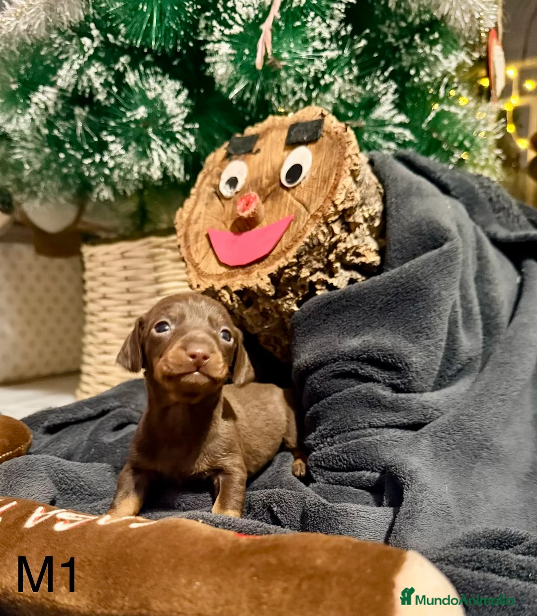 Teckel perros en venta: CAMADA DE TECKEL - Anuncio 6