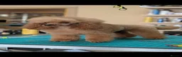 Caniche Toy perros en venta: Cachorro caniche - Anuncio 2