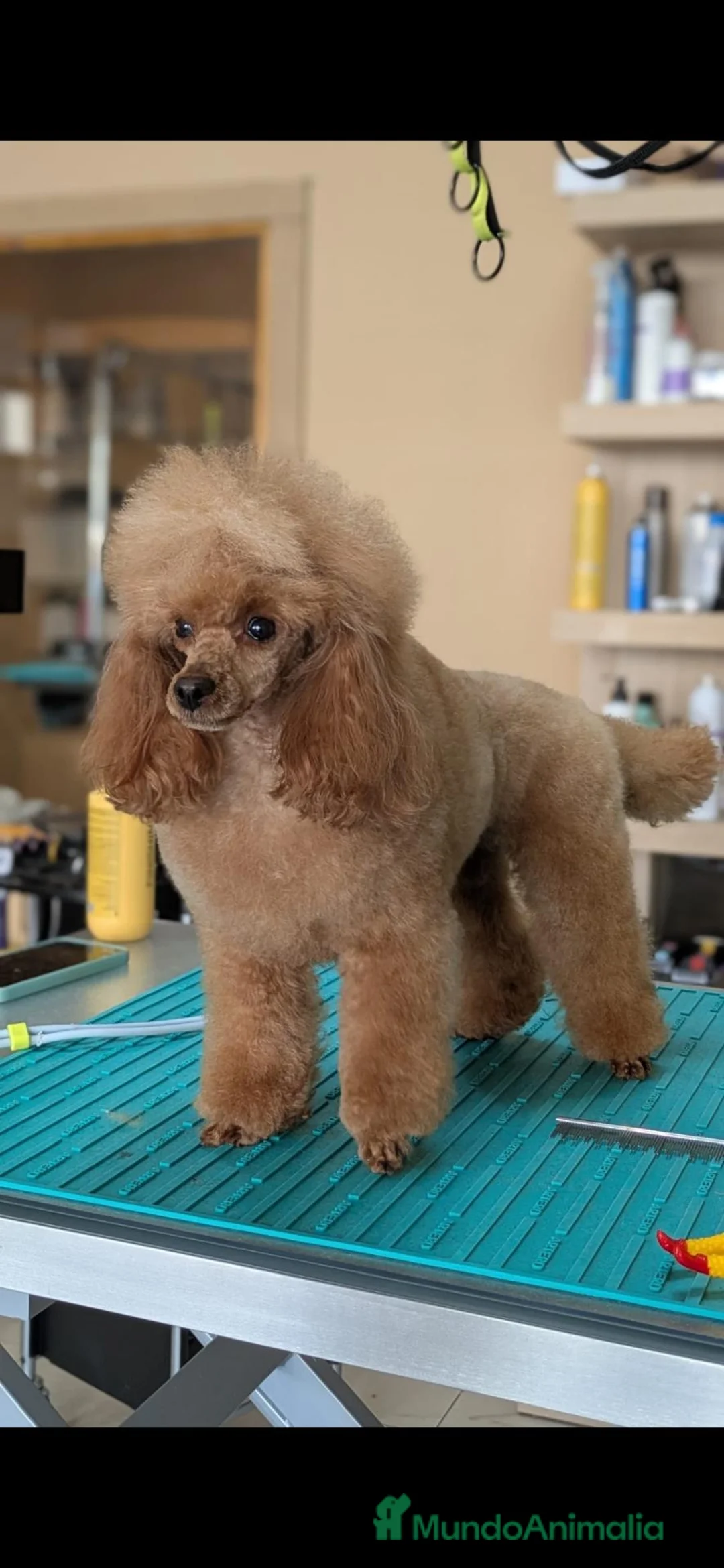 Caniche Toy perros en venta: Cachorro caniche - Anuncio 2