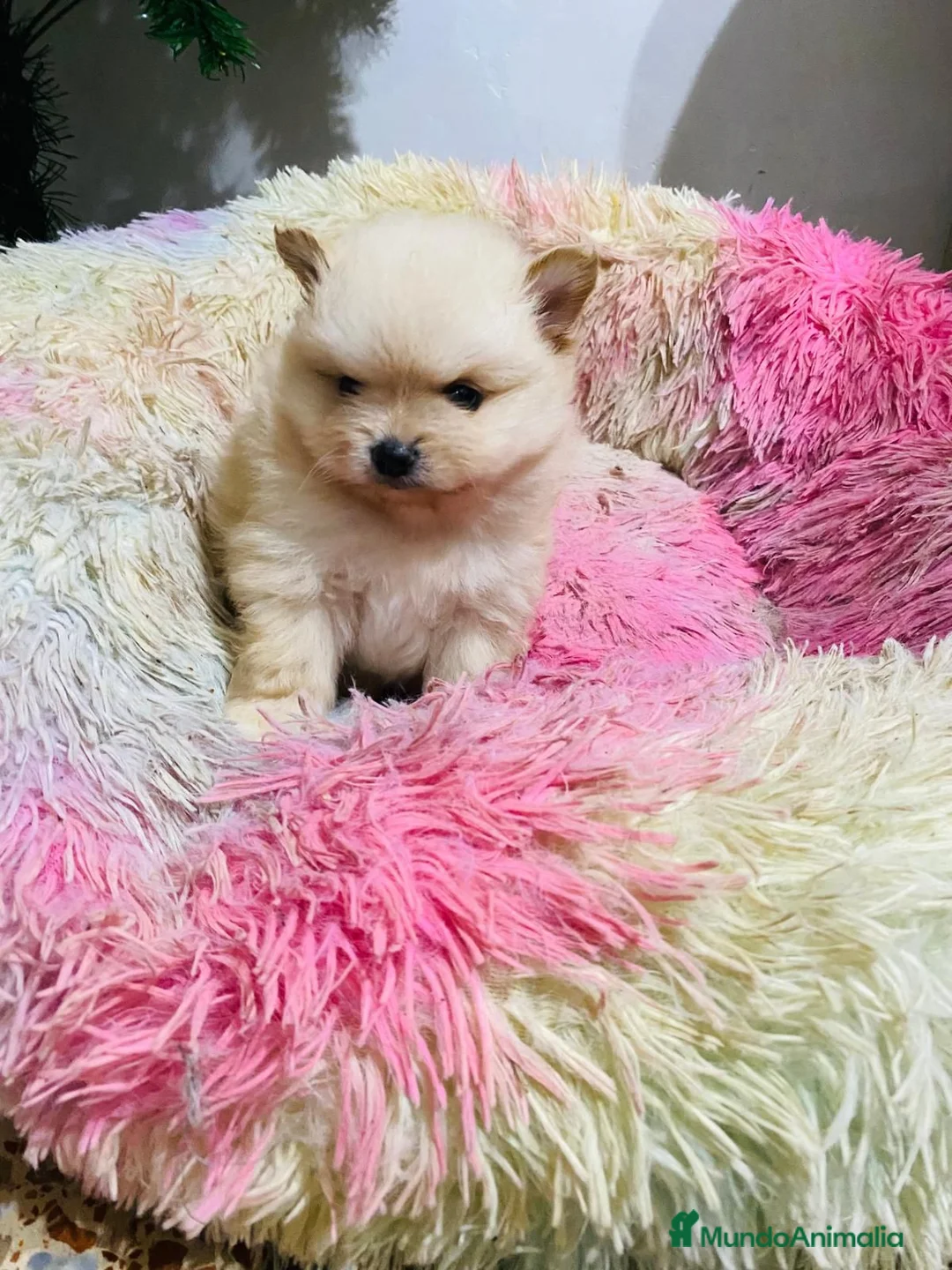 Pomerania perros en venta: Lulú de Pomerania toy muy toys  - Anuncio 8