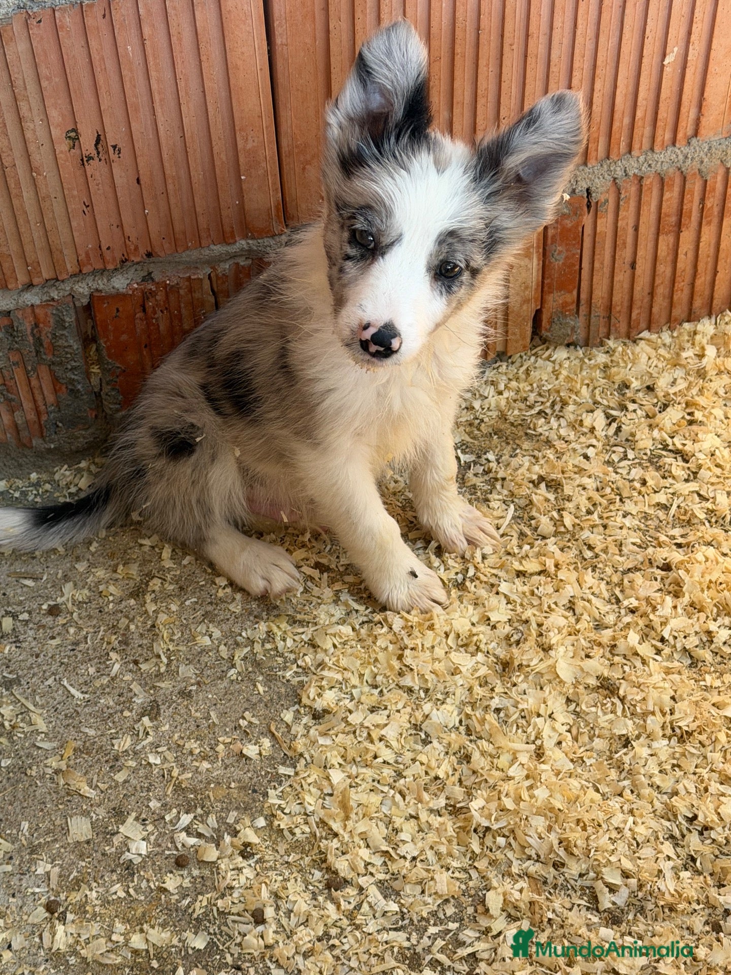 Border Collie perros Border collie - Anuncio 1