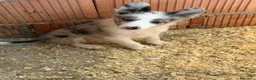 Border Collie perros en venta: Border collie - Anuncio 1