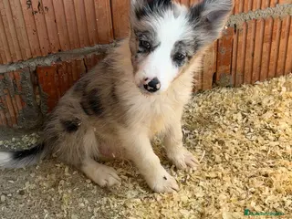 Border Collie perros Border collie - Anuncio 1