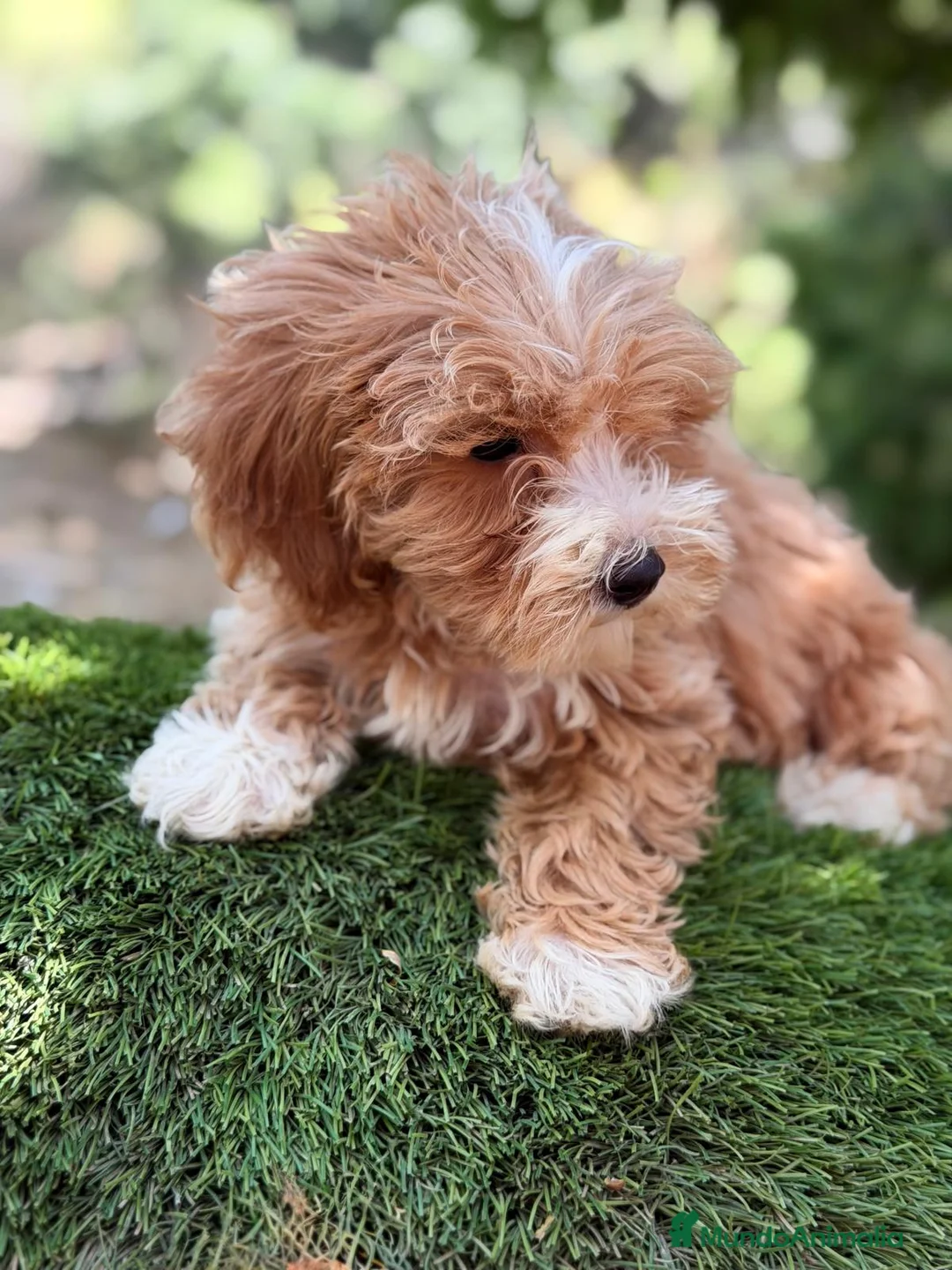 Maltipoo perros en venta: MALTIPOO APRICOT - Anuncio 6