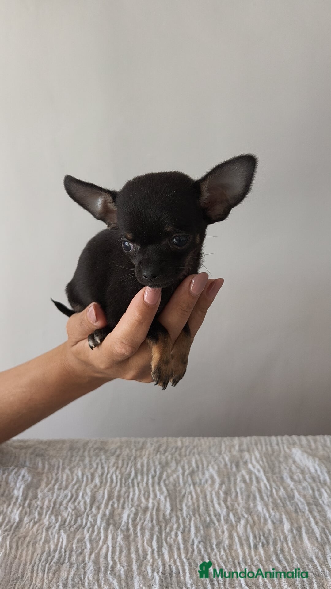 Chihuahua perros en venta: Chihuahua Toy hembra y macho  - Imagen 6