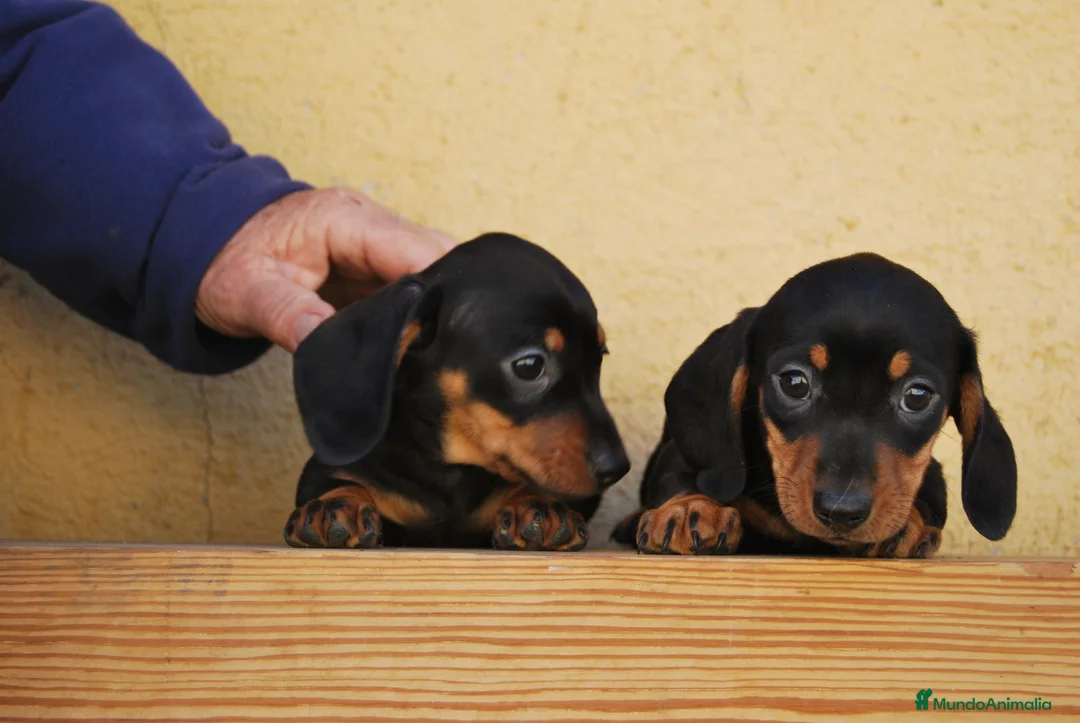 Teckel Miniatura perros en venta: Teckel Kaninchen / miniatura - Anuncio 4