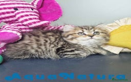 Británico de Pelo Largo gatos en venta: British Longhair Hembra 7725 AQUANATURA - Imagen 3