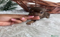 Chihuahua perros en venta: CHIHUAHUA MACHO CHOCOLATE  - Imagen 6