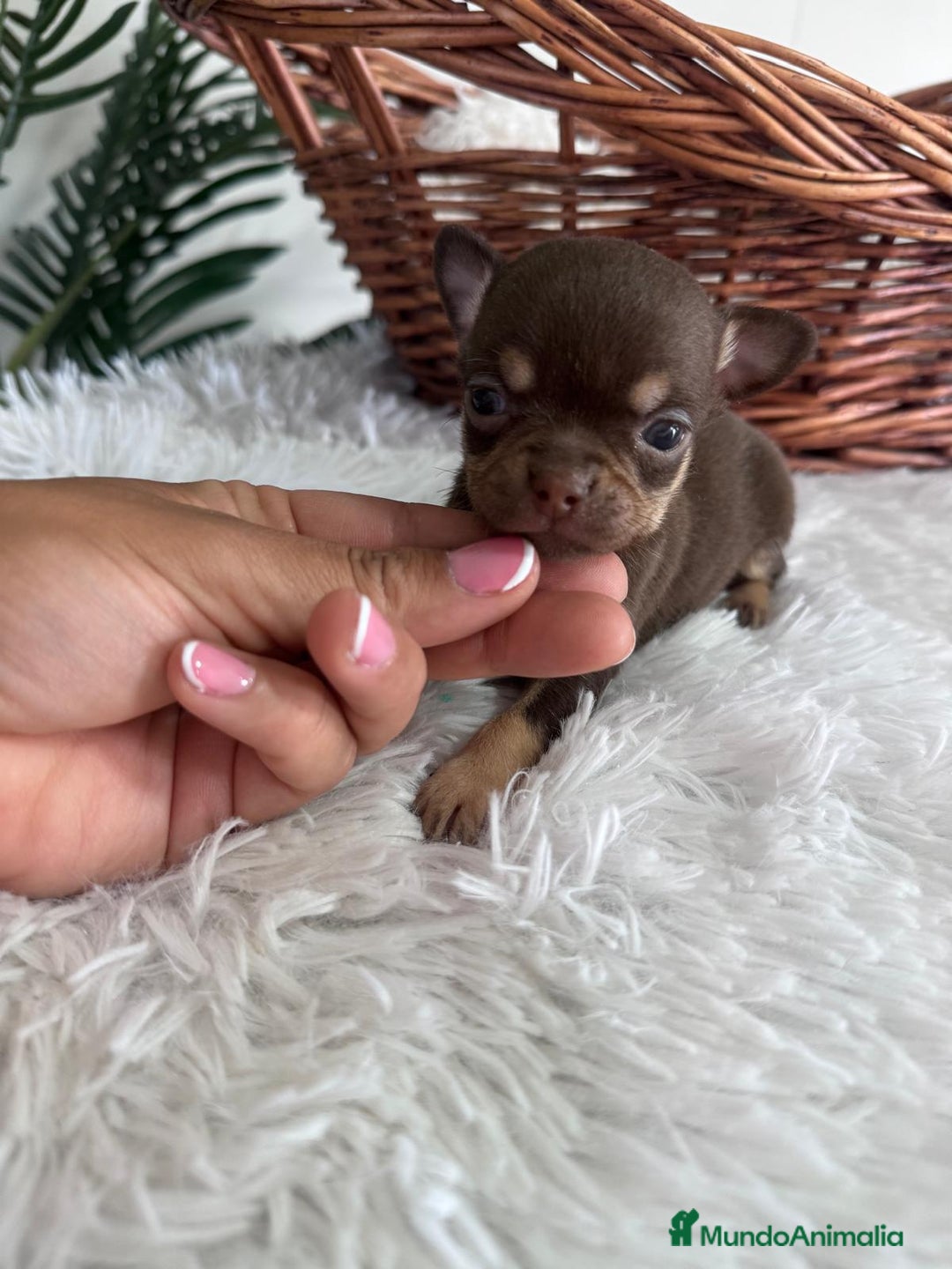 Chihuahua perros en venta: CHIHUAHUA MACHO CHOCOLATE  - Imagen 6