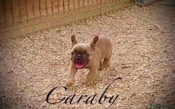 Raza Mixta perros en venta: Cachorros en Caraby Benidorm  - Imagen 5