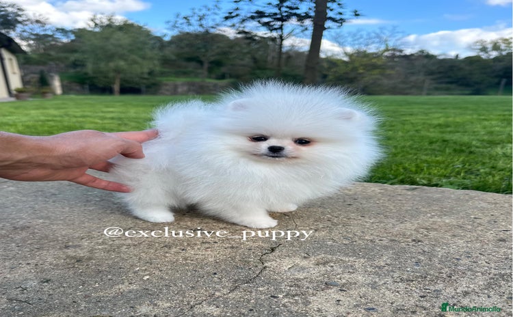 Pomerania perros - Anuncio 1