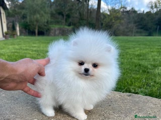 Pomerania perros - Anuncio 1