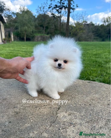 Pomerania perros - Anuncio 1