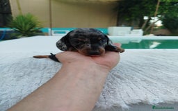 Teckel Miniatura perros en venta: Teckel mini - Imagen 2