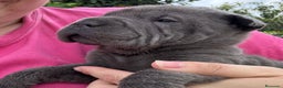 Shar Pei perros en venta: LOS SHAR PEI MAS LINDOS en Málaga - Anuncio 6