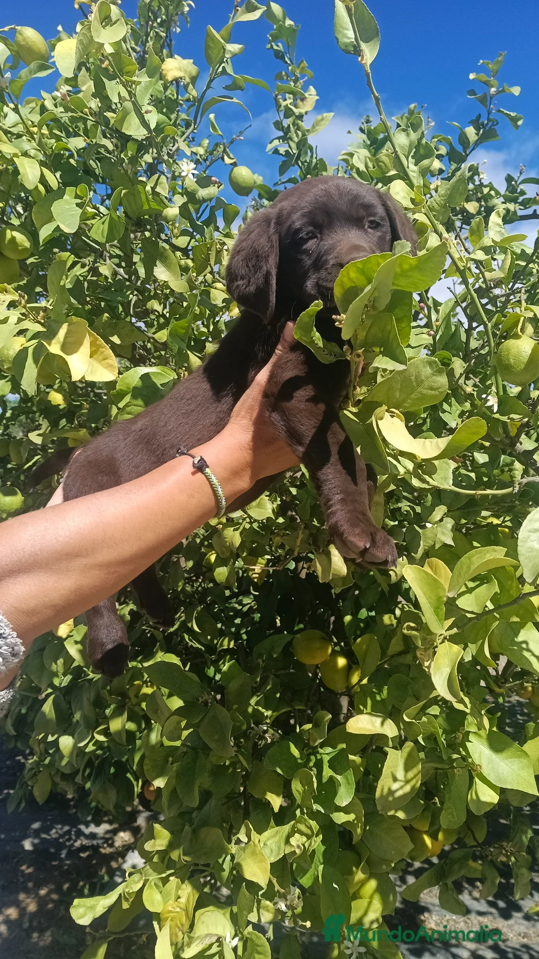 Labrador Retriever perros en venta: Macho labrador retriever dorado y chocolate  - Anuncio 8