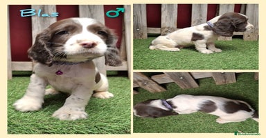 English Springer Spaniel perros - Anuncio 16