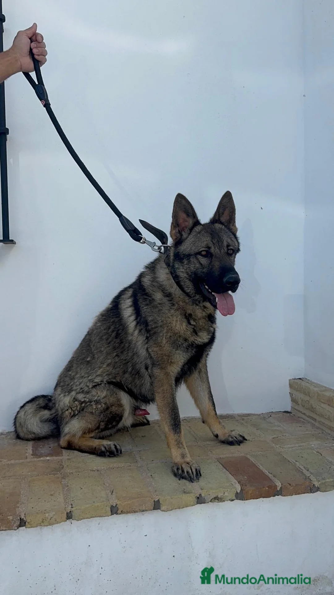 Pastor Alemán perros en venta: PASTOR ALEMAN ADIESTRADO EN DEFENSA PERSONAL - Anuncio 2