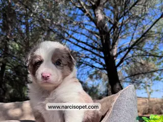 Border Collie perros BORDER COLLIE RED MERLE CACHORRO en Asturias - Anuncio 16