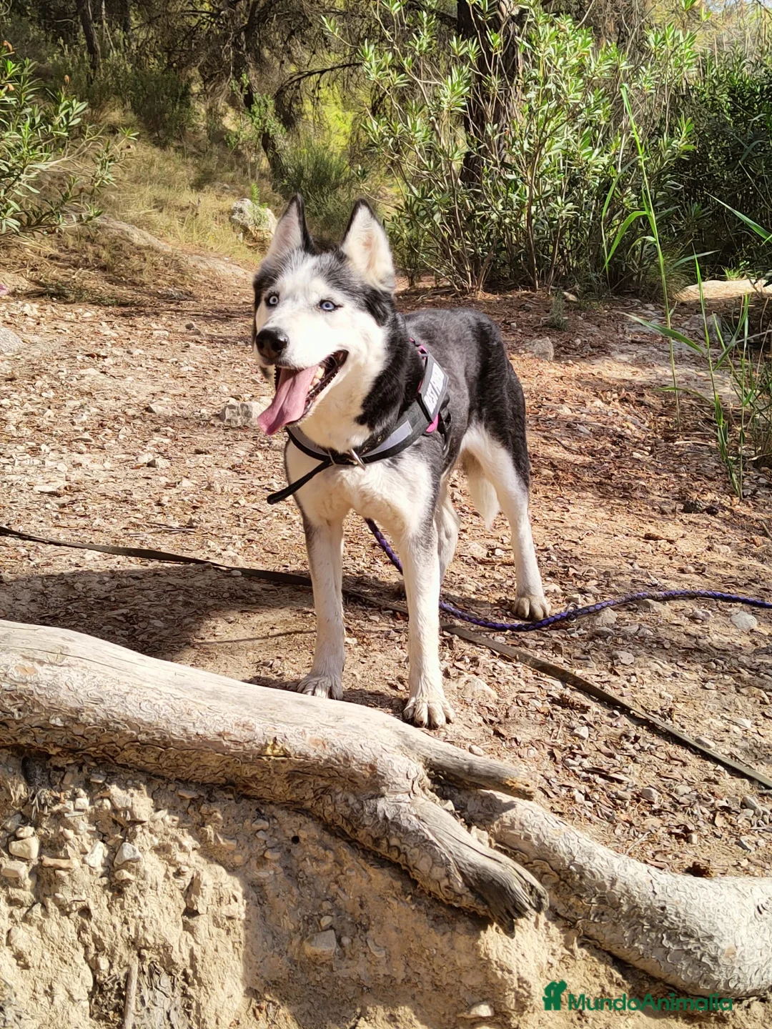 Husky Siberiano perros en venta: Husky  - Anuncio 3