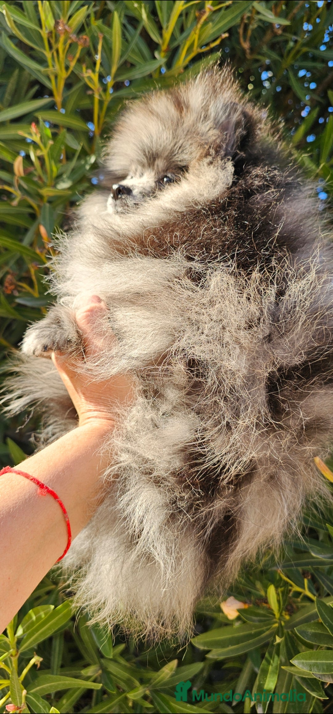 Pomerania perros en venta: Preciosa pomerania merle  - Imagen 3