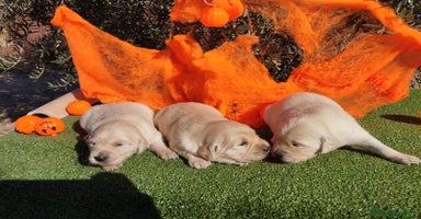 Golden Retriever perros - Anuncio 11