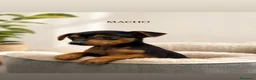 Ratón de Praga perros en venta: Raton de Praga - Anuncio 1