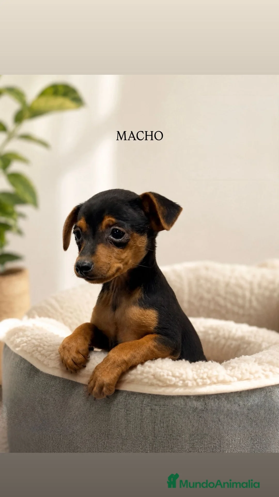 Ratón de Praga perros en venta: Raton de Praga - Anuncio 1