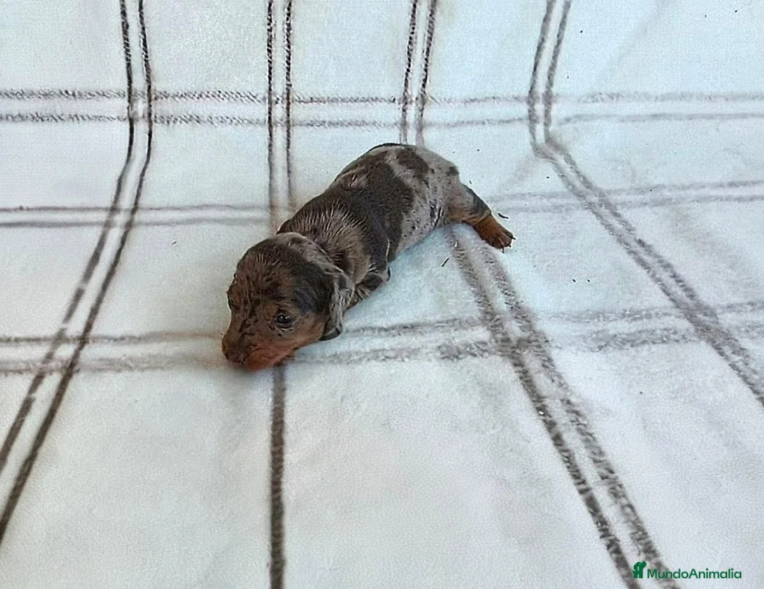 Teckel Miniatura perros en venta: TECKEL MACHITO MINIATURA ARLEQUIN  - Anuncio 3