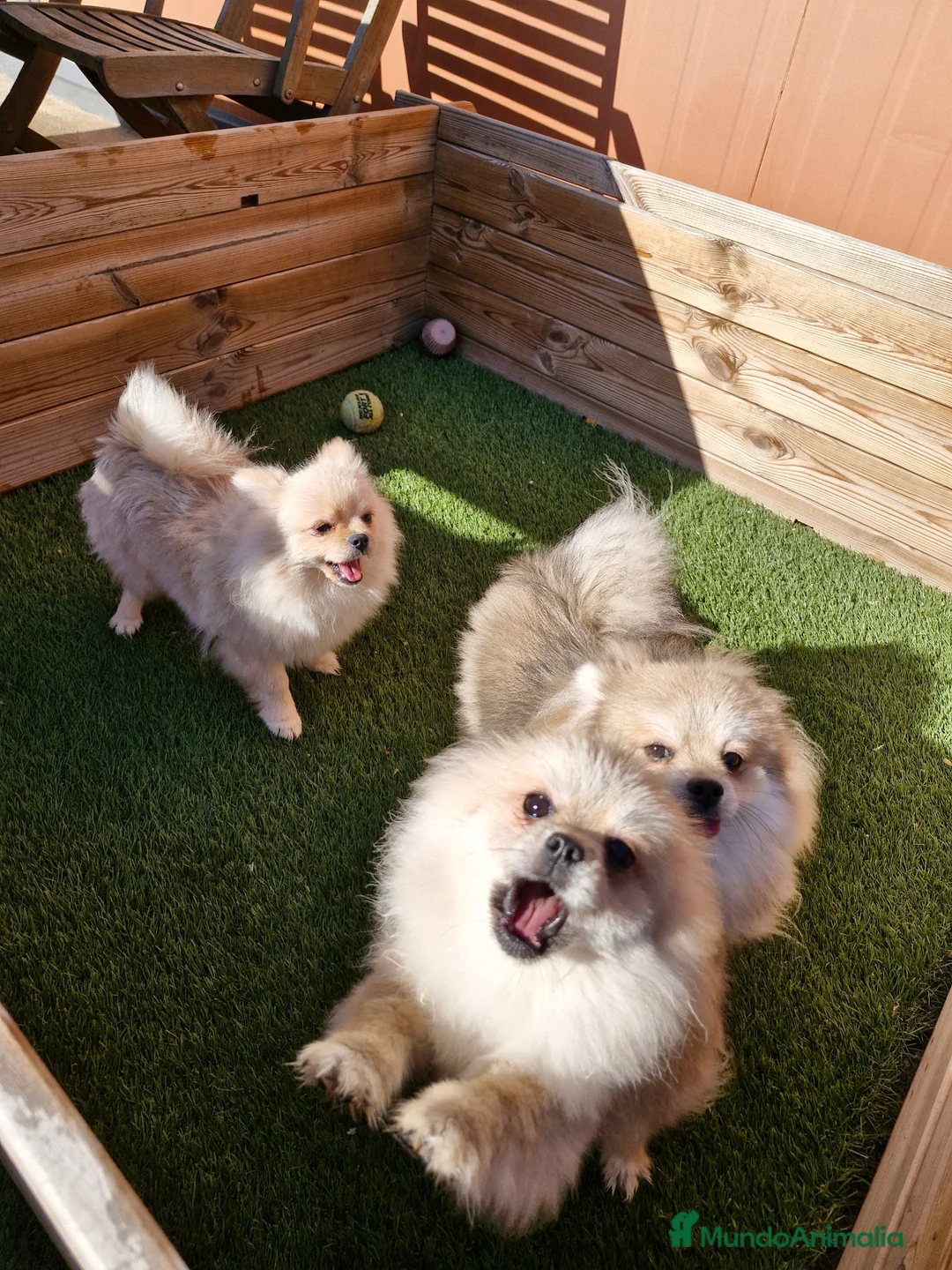Pomerania perros en venta: POMERANIA  en Barcelona - Anuncio 3