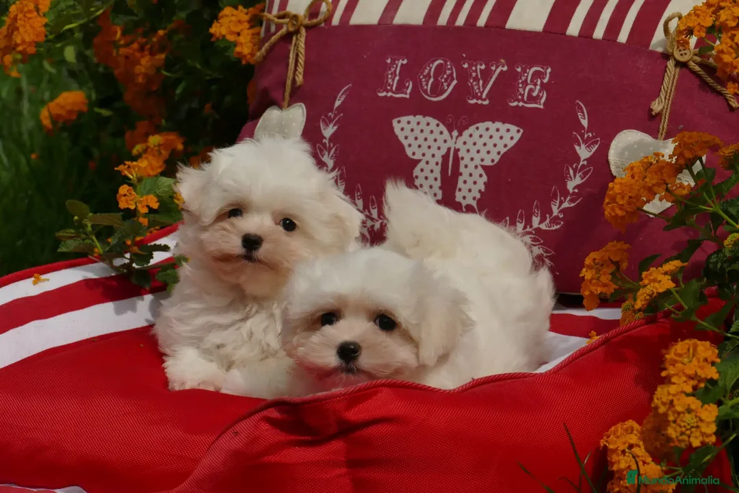 Bichón Maltés perros en venta: bichon maltes  - Anuncio 1