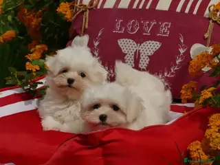 Bichón Maltés perros bichon maltes - Anuncio 1