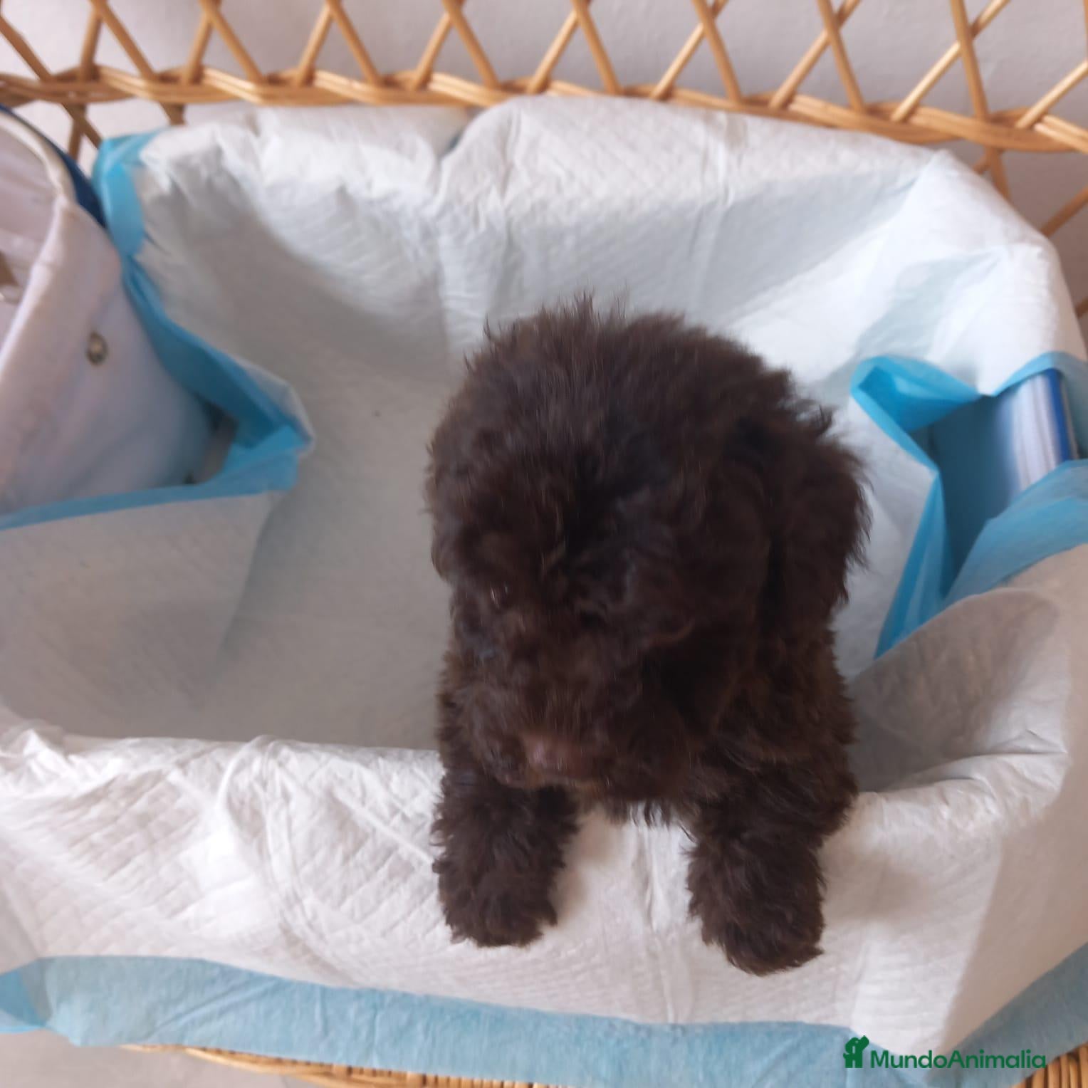 Caniche Toy perros Caniche toy - Anuncio 1