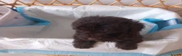 Caniche Toy perros en venta: Caniche toy - Anuncio 1