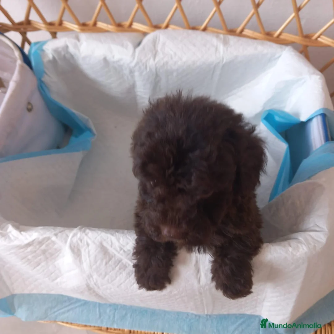 Caniche Toy perros en venta: Caniche toy - Anuncio 1
