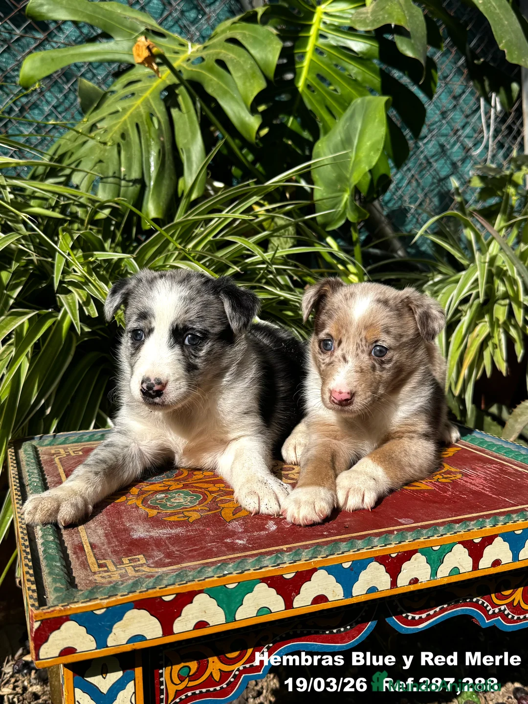 Border Collie perros en venta: BORDER COLLIE DE VILLA BIZNAGA - Anuncio 40