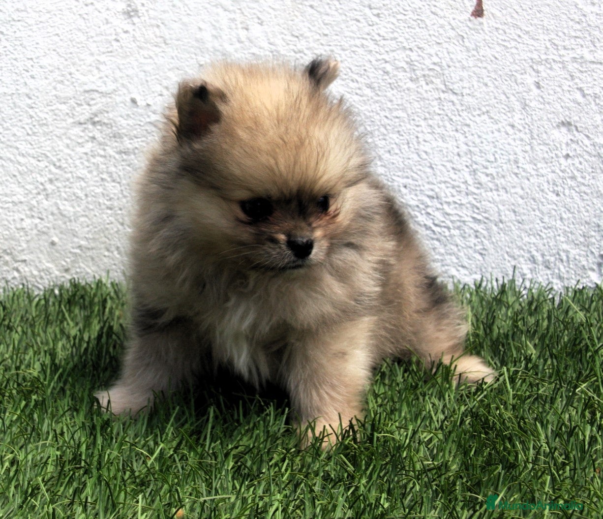 Pomerania perros Pomerania  - Anuncio 2