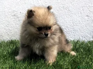 Pomerania perros Pomerania - Anuncio 6